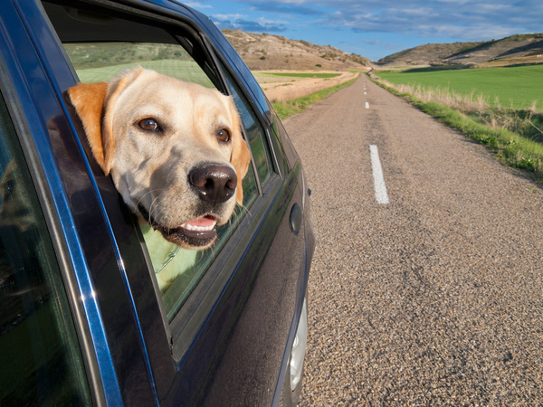 Dog Traveling in Car